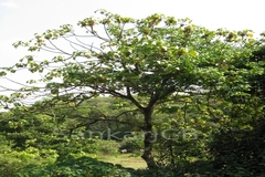 Macaranga peltata